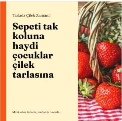 Yeşil Vatan'da Birlikte Üretiyoruz: Ailemle Çilek Topluyorum